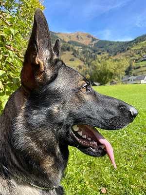 WELPENERZIEHUNG - lernen um dem Hund etwas zu beizubringen